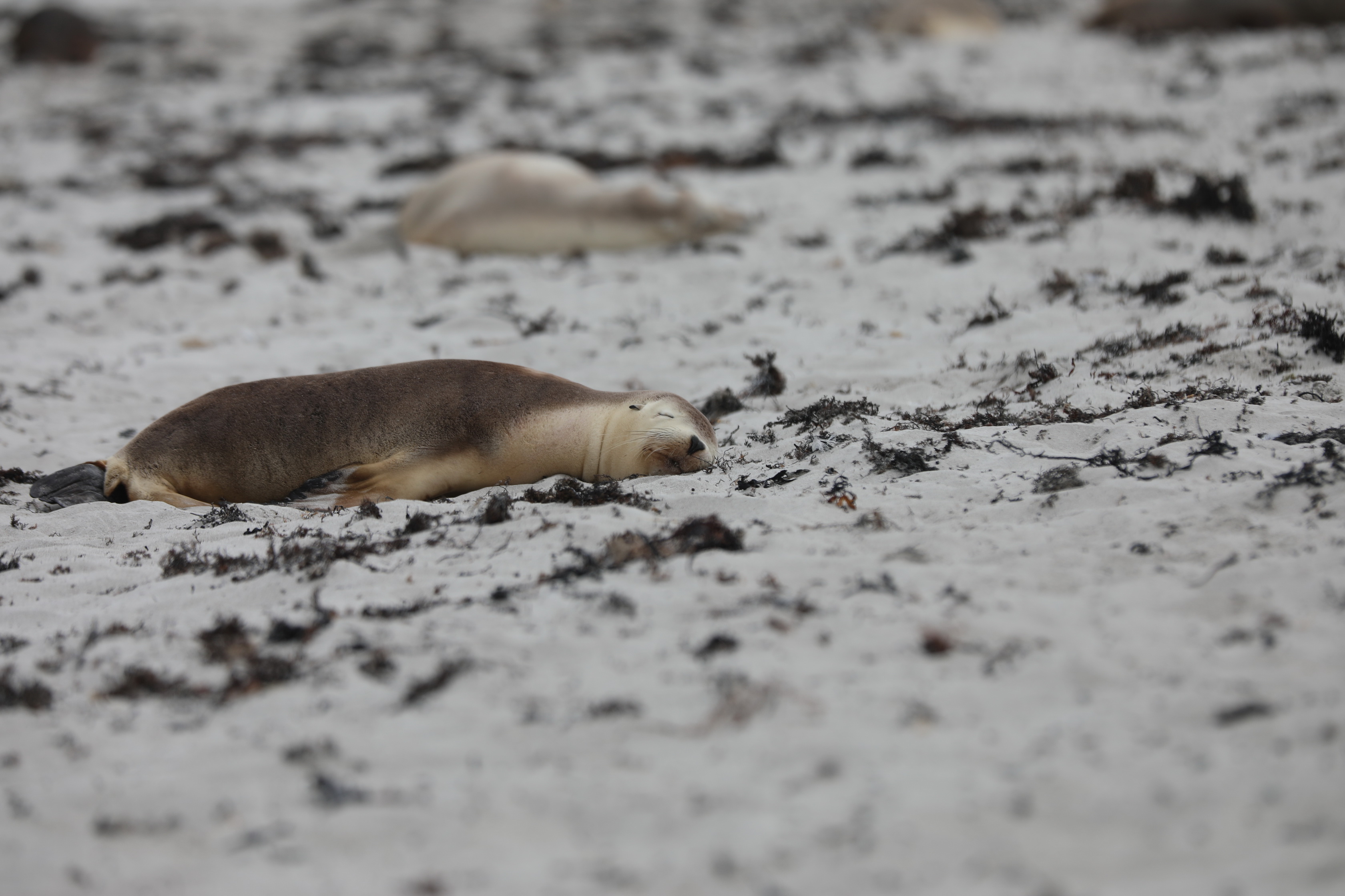 2019 09 29 12 42 10 Canon EOS 5D Mark IV 0024